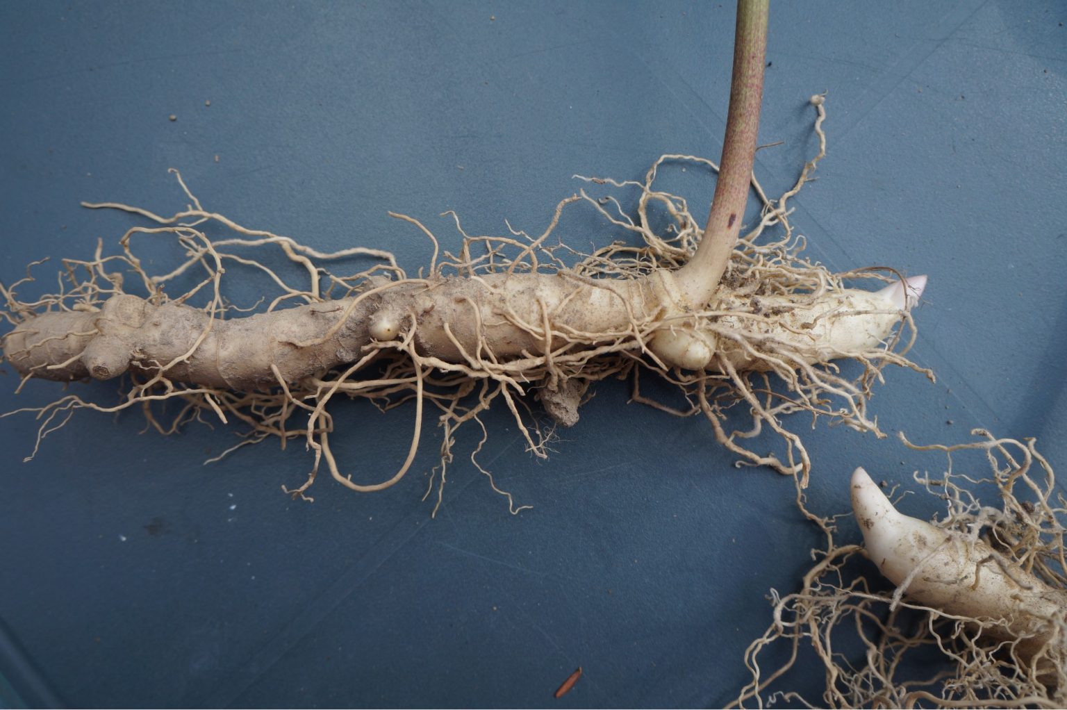 Digging Roots Star Root Digging Roots – Adirondack Herbals